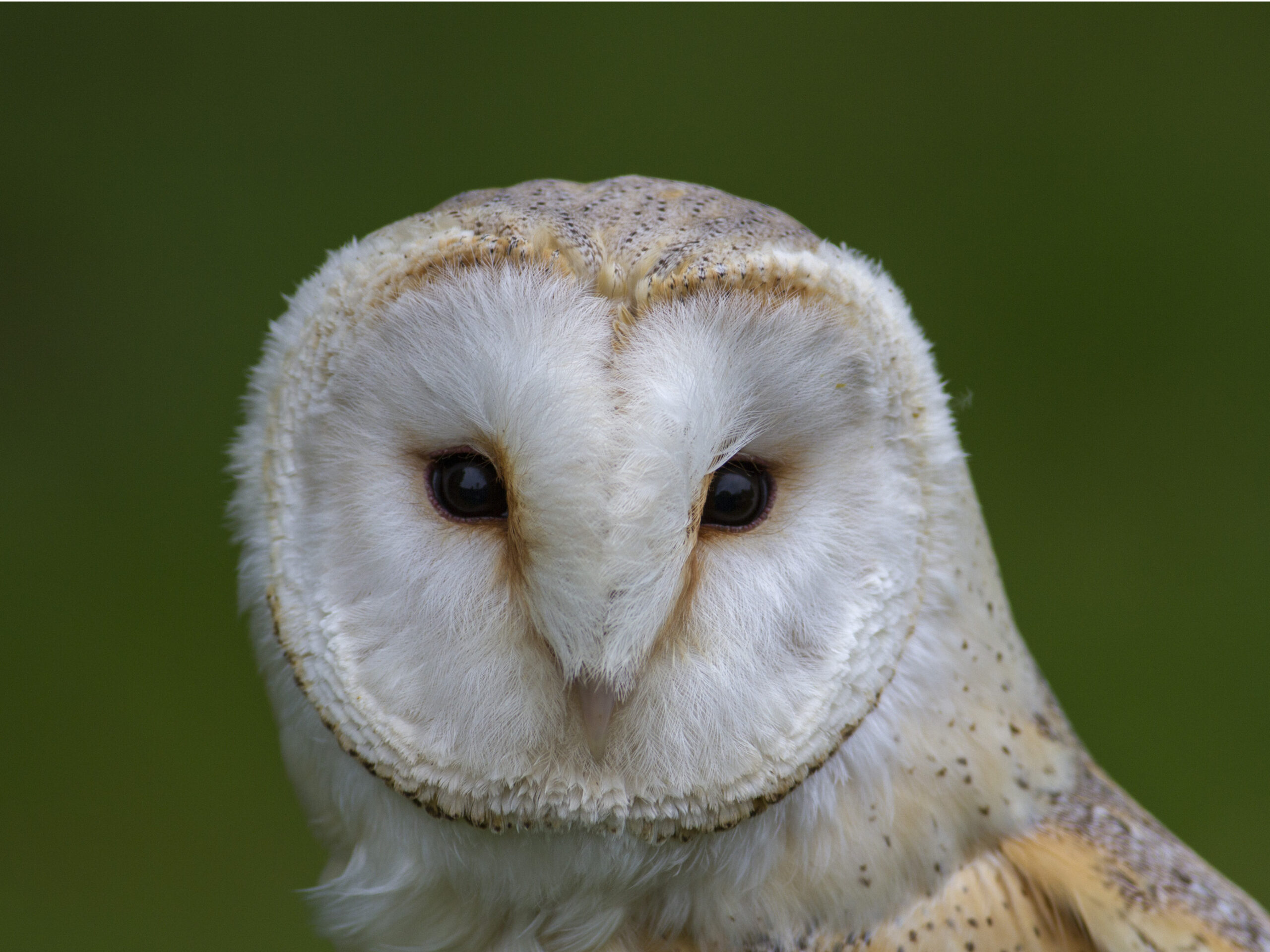 Connaître la faune et la flore de Mainvilliers